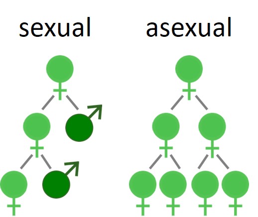 sexual vs asexual blog diagram JG